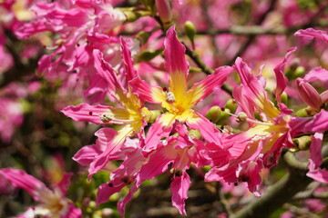 トックリキワタの花