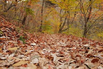 fallen leaves