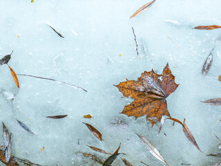 brown maple leaf frozen on melting ice on the river. closeup view.