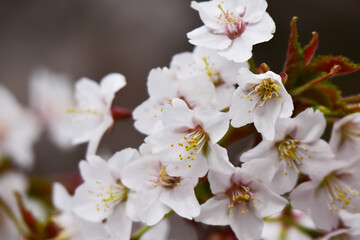 薄いピンクの桜