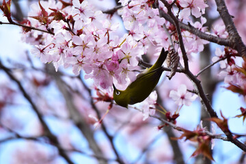 逆さになってヤマザクラの蜜を吸うメジロ