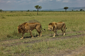 Two wild lions calmly walk along a dirt road in the African savanna.  Side view. There is green grass around. Single trees and a mountain range against the sky. Kenya. Masai Mara Park  
