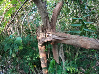 Fototapeta premium 居風で倒れた木