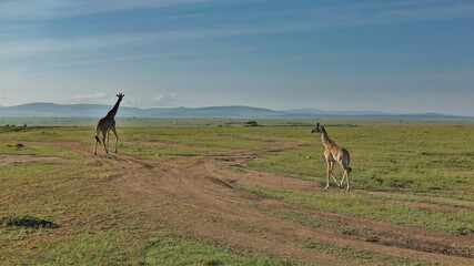 Naklejka na ściany i meble A mother giraffe and her baby are calmly walking along a dirt road in the boundless African savannah. The green grass stretches to the horizon. A mountain range against the sky. Kenya. Masai Mara Park