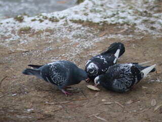 Doves fight for a piece of bread