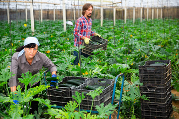 adult farmers picking cocozelles in huge hothouse