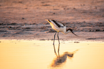 Water bird pied avocet, Recurvirostra avosetta, feeding in the lake. The pied avocet is a large black and white wader with long, upturned beak