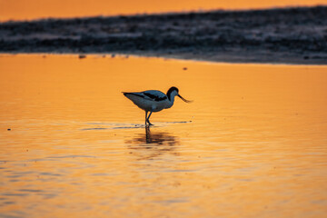 Water bird pied avocet, Recurvirostra avosetta, standing in the water in orange sunset light. The...
