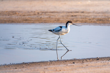 The pied avocet, Recurvirostra avosetta, is a large black and white wader with long, upturned beak