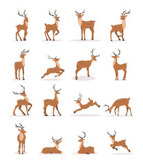 Cute noble sika deer. Set of reindeers with antlers in different poses isolated on white background. Ruminant mammal animal. Vector illustration in flat cartoon style.