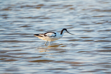 Water bird pied avocet, Recurvirostra avosetta, feeding in the lake. The pied avocet is a large black and white wader with long, upturned beak