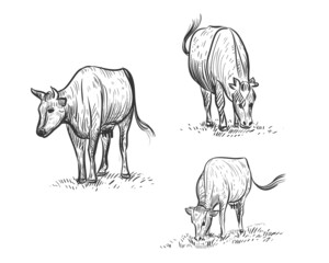 Hand drawn sketch black and white of cow. Vector illustration. Elements in graphic style label, card, sticker, menu, package. Engraved style illustration.