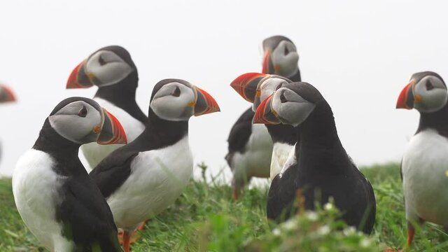 Cinematic close up footage of the beautiful Puffins -Fratercula- in the natural environment in the Mykines island -Faroe Islands	