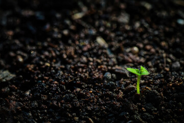 a small seedling growing up slowly from the agricultural field in morning sunshine