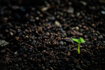 a small seedling growing up slowly from the agricultural field in morning sunshine
