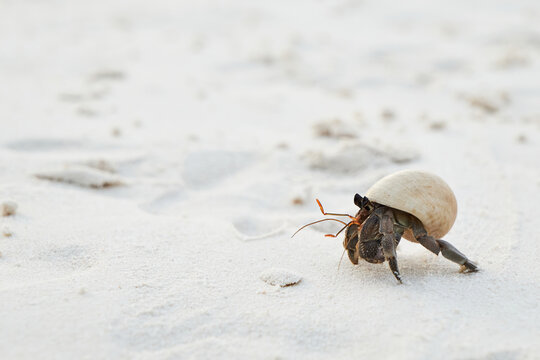 a small hermit crab walking slowly along the beach in the afternoon seaside with blurred blue sea in background
