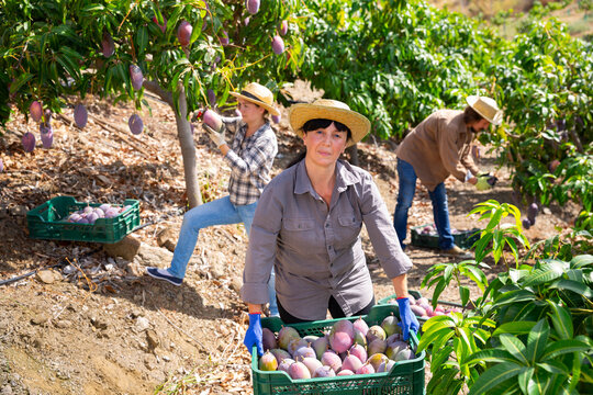 Portrait Of Successful Mature Woman Farmer Standing With Box Of Freshly Picked Mangoes In Fruit Garden During Harvest