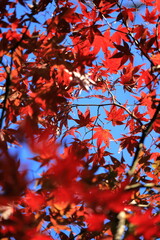 紅葉