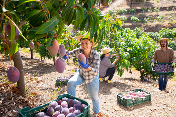 Happy farm owner picks ripe mango in the orchard