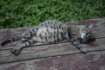 Pregnant cat resting, cat with a big belly lying on the concrete.