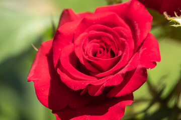 Beautiful red garden rose flower on a green blurred background