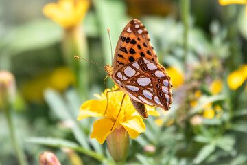 A butterfly, a queen of Spain fritillary, lat. Issoria lathonia, sitting on a yellow flower and drinks nectar with its proboscis. Butterfly collects nectar on flower.