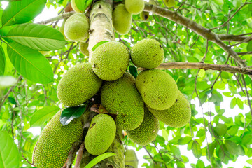Jackfruit or Pohon Nangka is the name of a kind of tree, as well as fruit.

Jackfruit trees belong...