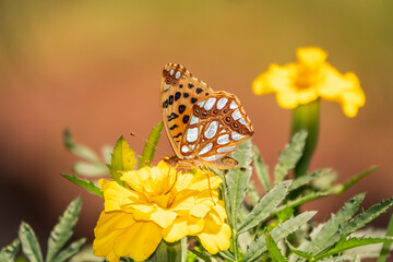 A butterfly, a queen of Spain fritillary, lat. Issoria lathonia, sitting on a yellow flower and drinks nectar with its proboscis. Butterfly collects nectar on flower.