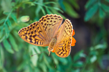 The dark green fritillary butterfly collects nectar on flower. Speyeria aglaja is a species of butterfly in the family Nymphalidae.