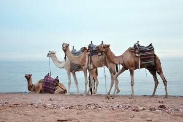 camels in the desert