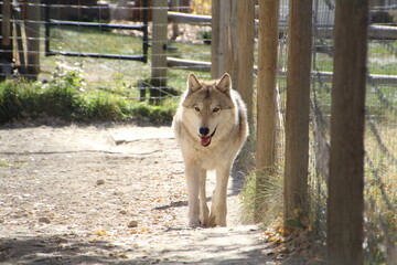 Happy Wolf