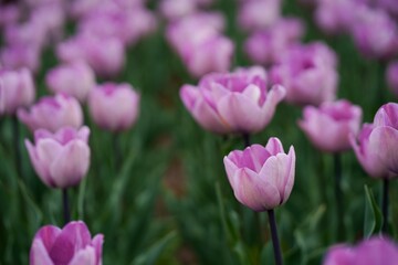 selective focus of colorful purple tulips against blue sky and clouds