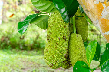 Jackfruit or Pohon Nangka is the name of a kind of tree, as well as fruit.

Jackfruit trees belong...