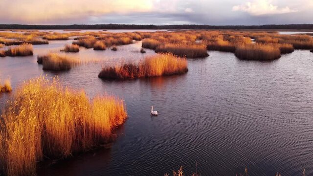 Swan of lake Kanieris with beautiful sun reflection in small reeds clumps in water, straight areal shot, outumn, Latvia.
