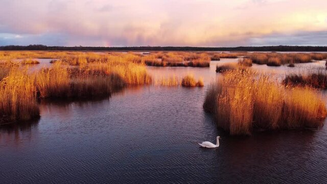 Swan of lake Kanieris with small reeds clumps in water, static areal shot, outumn, Latvia.