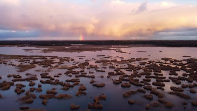 View of lake Kanieris with small reeds clumps, swans and a small rainbow in front, tilt up areal shot, outumn, Latvia.