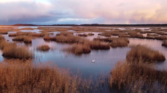 Swan of lake Kanieris with small reeds clumps in water and small rainbow in right side, straight areal shot, outumn, Latvia.