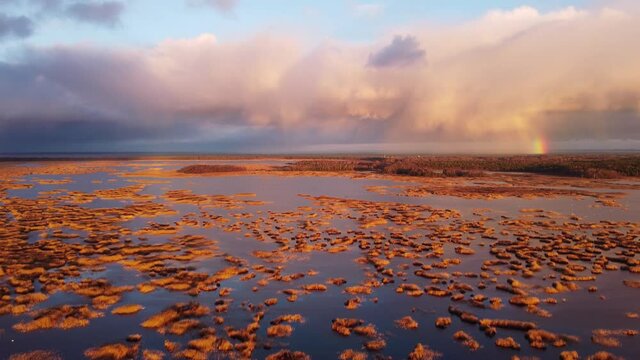 Stunning view of lake Kanieris with sun colored small reeds clumps, swans and a small rainbow in right side, straight areal shot, outumn, Latvia.