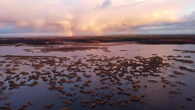View of lake Kanieris with small reeds clumps, swans and a small rainbow in front, rotating areal shot, outumn, Latvia.