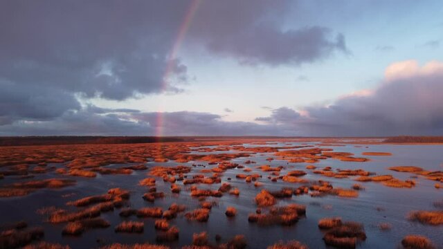 Stunning view of lake Kanieris with sun colored small reeds clumps, and a rainbow in front, straight areal shot, outumn, Latvia.