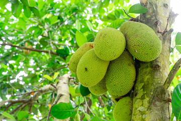 Jackfruit or Pohon Nangka is the name of a kind of tree, as well as fruit.

Jackfruit trees belong...
