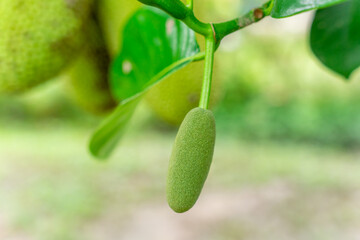 Jackfruit or Pohon Nangka is the name of a kind of tree, as well as fruit.

Jackfruit trees belong...