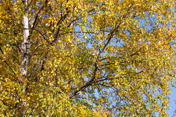 Autumn gold leaves of tree as background. Autumn foliage against blue sky