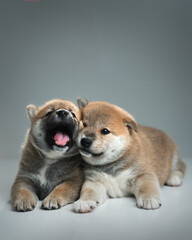 Two cute shiba inu puppies