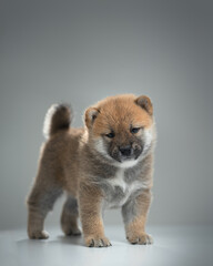 Shiba inu puppy