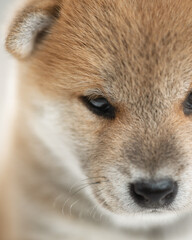 Shiba inu puppy