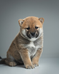 Shiba inu puppy