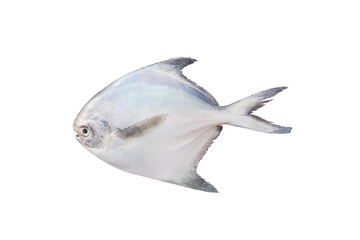 fresh pomfret fish isolated on white background fresh slat water fish detailed studio shot