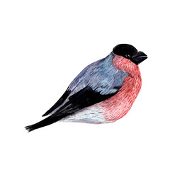 Watercolor bird, bullfinch, isolated element on a white background, forest bird, animalism.