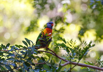 Rainbow lorikeet parrot on a tree branch in Adelaide, South Australia